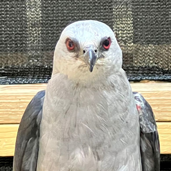 A Mississippi Kite